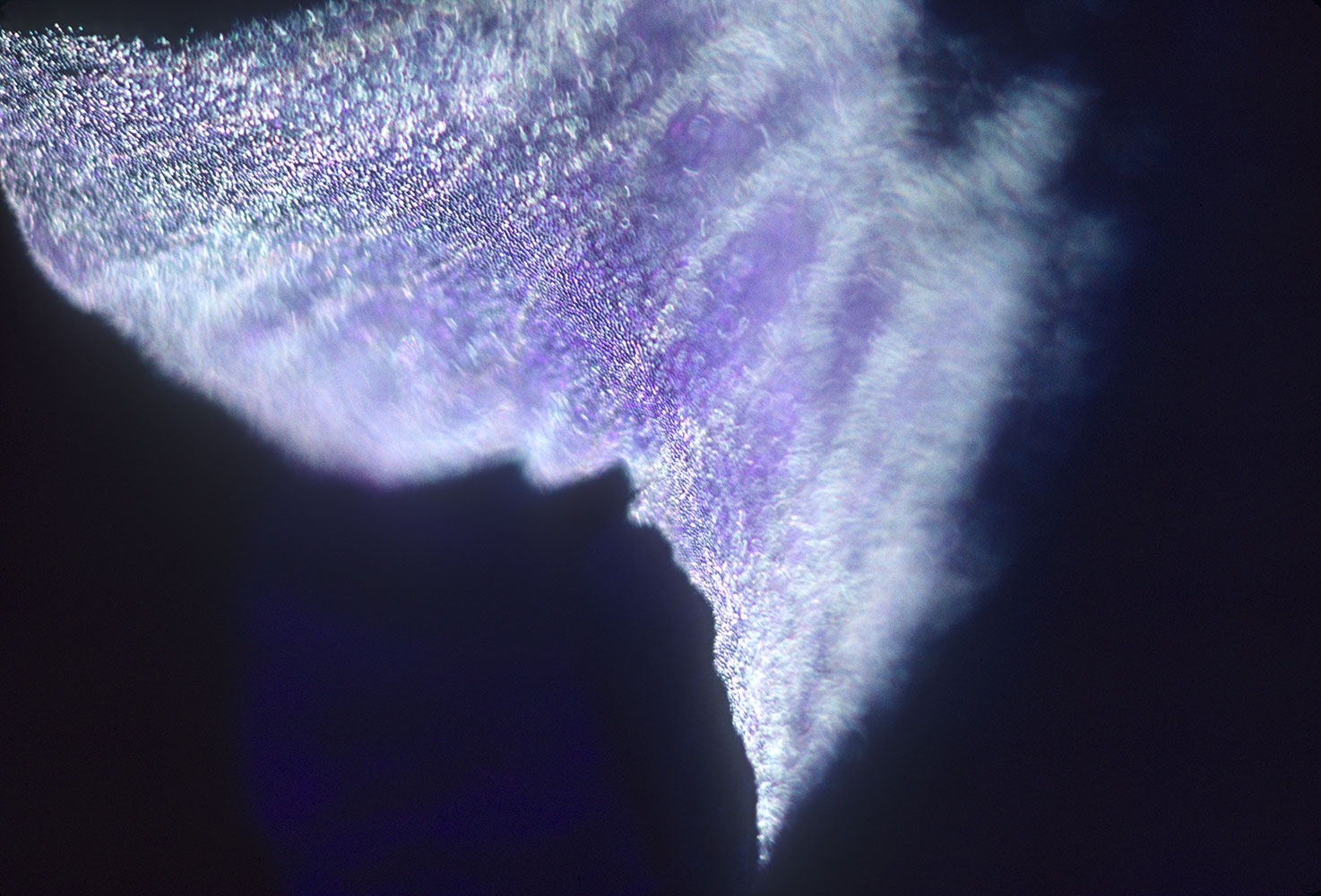 Daniel’s-angel:     wing    luminous    spirit    glitter    magical   firefly     iridescent     cape     Iris     seraphim   abstract
