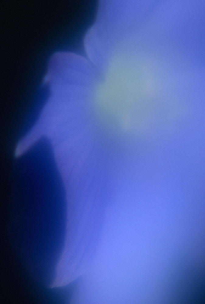 phantom-dancer:     spirit   starfish   wildflower     spectra  underwater    luminous      abstract  