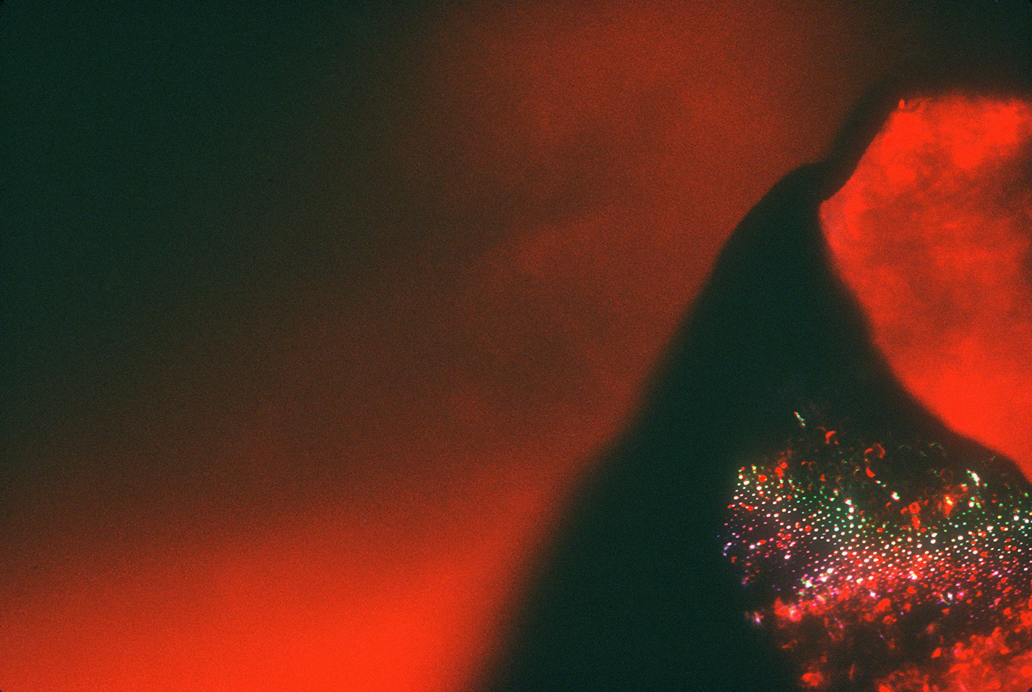 darkling:    volcanic     dragon    origin    desert   wildflower source    New-Mexico-Poppy    cauldron   drama    abstract